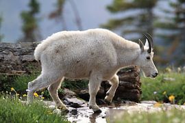 Schneeziege (Oreamnos americanus), Glacier National Park, Montana, Rocky Mountains,USA von Frank Fichtmüller