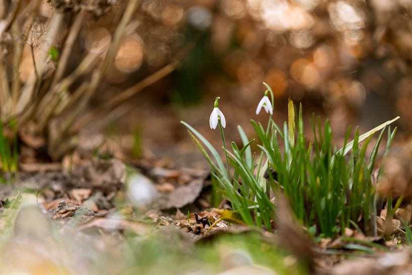 Schneeglöckchen mit braunem Hintergrund. von Lieke van Grinsven van Aarle