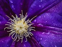 Depth in Purple