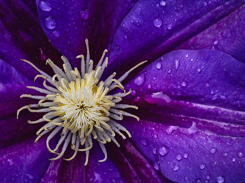 Depth in Purple by Donate Molema