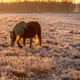 Horse in frost during sunrise by Tomas Woppenkamp