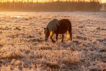 Paard in vorst tijdens zonsopkomst van Tomas Woppenkamp