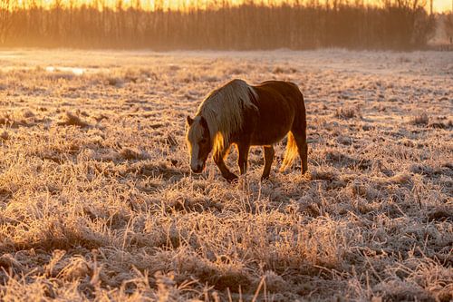 Pferd im Frost bei Sonnenaufgang