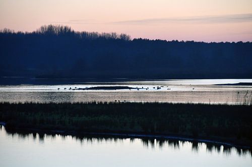 Winter in the Braakman (6)