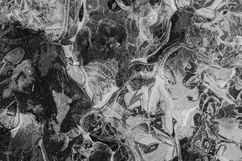 Cerf dans la glace par Niels Hamelynck