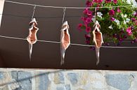 fish hanging out to dry in the sun by Bella Luna Fotografie thumbnail