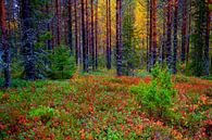 Kleurrijk bos van Sam Mannaerts thumbnail