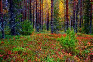 Bunter Wald