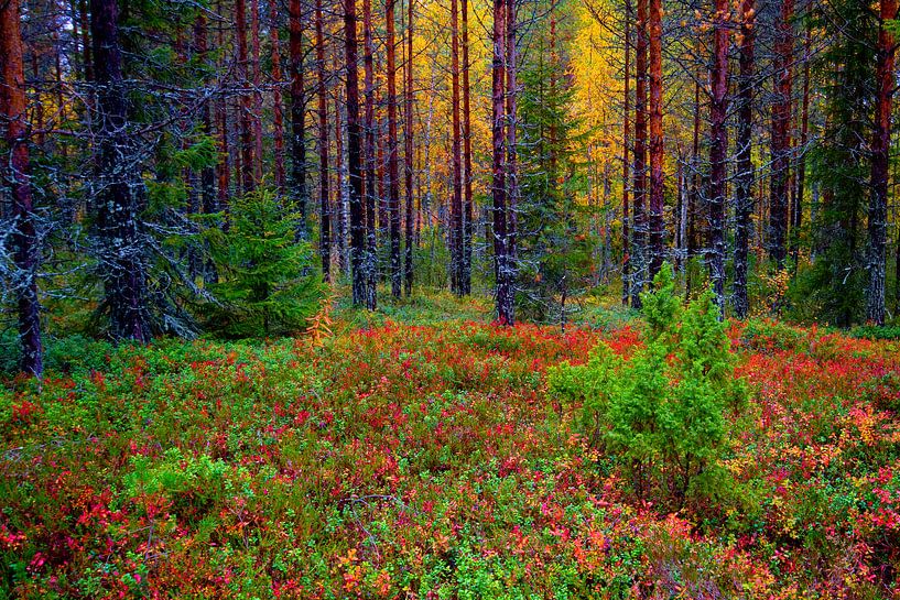 Kleurrijk bos van Sam Mannaerts
