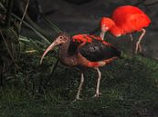 Rode Ibis : Ouwehands Dierenpark van Loek Lobel thumbnail