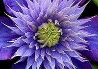 Clematis hellblau