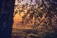 Berkenbladeren in het ochtendlicht van Florian Kunde thumbnail