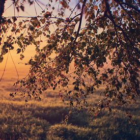 Birch leaves in the morning light by Florian Kunde