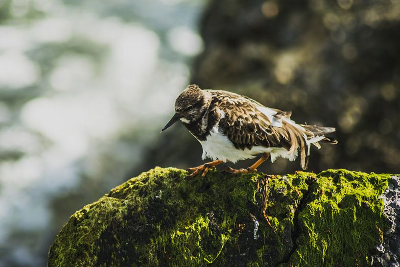 Strandloper by Bastiaan van Gemert