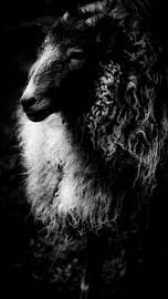 Drents heath sheep in black and white by Shannon Zwart