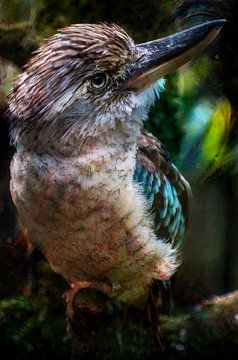 Australian bird