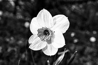 Daffodil, daffodil in black and white individually highlighted