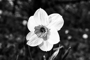 Daffodil, daffodil in black and white individually highlighted