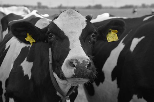 Koeien zwart/wit