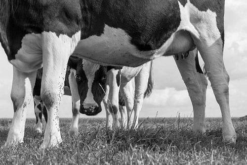 De nieuwsgierige koe