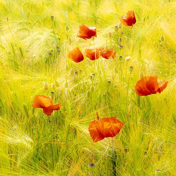 Schoonheid bloeiende klaprozen in korenveld van Dieter Walther