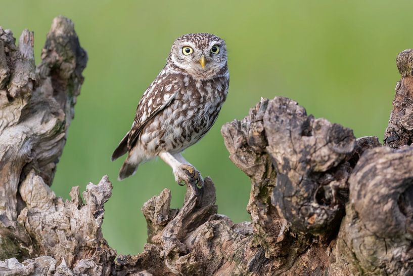 Steinkauz... von Arno van Zon photography