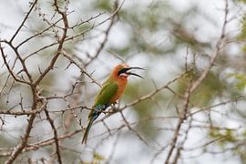 The white-fronted bee-eater by Jolene van den Berg