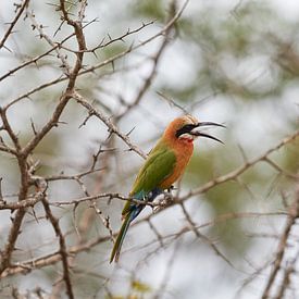 The white-fronted bee-eater by Jolene van den Berg