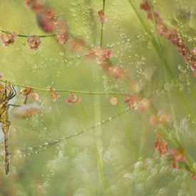 Die Libelle: eine Verschmelzung von Natur und Kunst von Moetwil en van Dijk - Fotografie