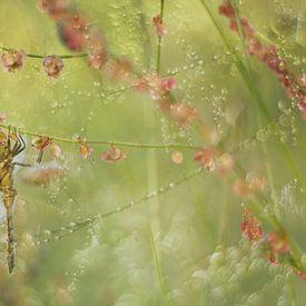 La libellule : une fusion de la nature et de l'art sur Moetwil en van Dijk - Fotografie