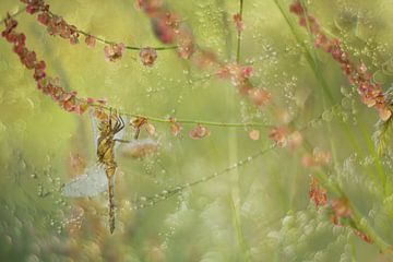 The dragonfly: a fusion of nature and art by Moetwil en van Dijk - Fotografie