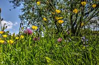 Spring flowers by Frans Blok - photos, art and other wall decoration thumbnail