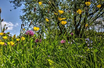 Fleurs du printemps sur Frans Blok