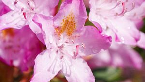 Pontischer Rhododendron