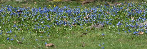 bloemen