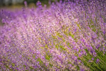 Lavender Field france by Tonny Visser-Vink