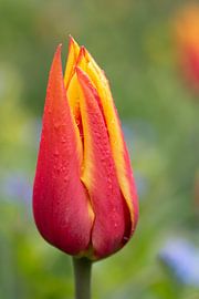 Nahaufnahme einer roten Tulpe von Ulrike Leone