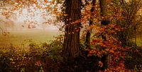 Herfstkleuren