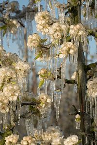 Frozen blossom