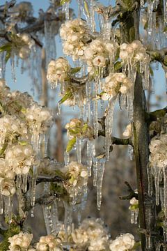 Frozen blossom by Moetwil en van Dijk - Fotografie