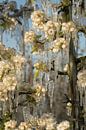 Frozen blossom by Moetwil en van Dijk - Fotografie thumbnail