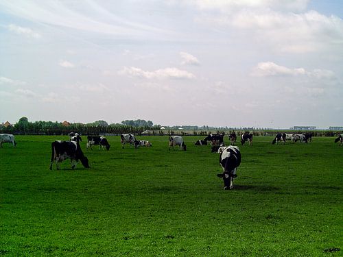 Koeien in wieland