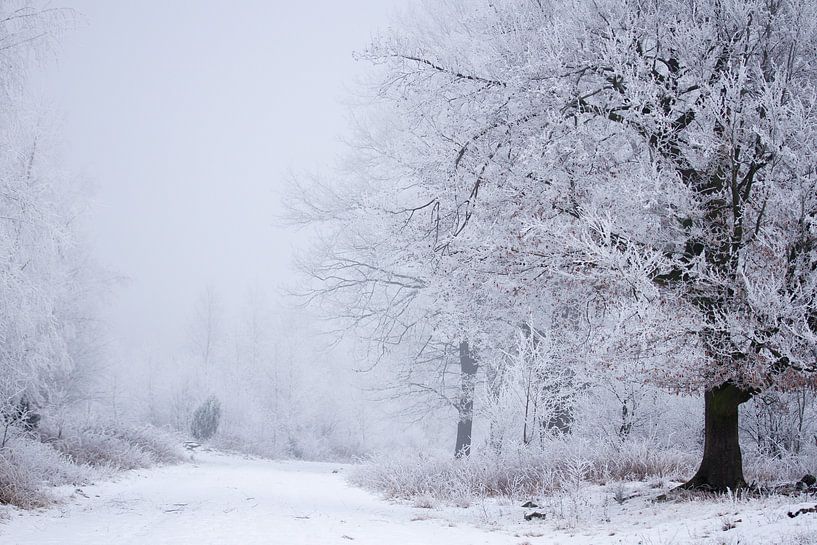 Forest road with snowy trees by Karijn | Fine art Natuur en Reis Fotografie