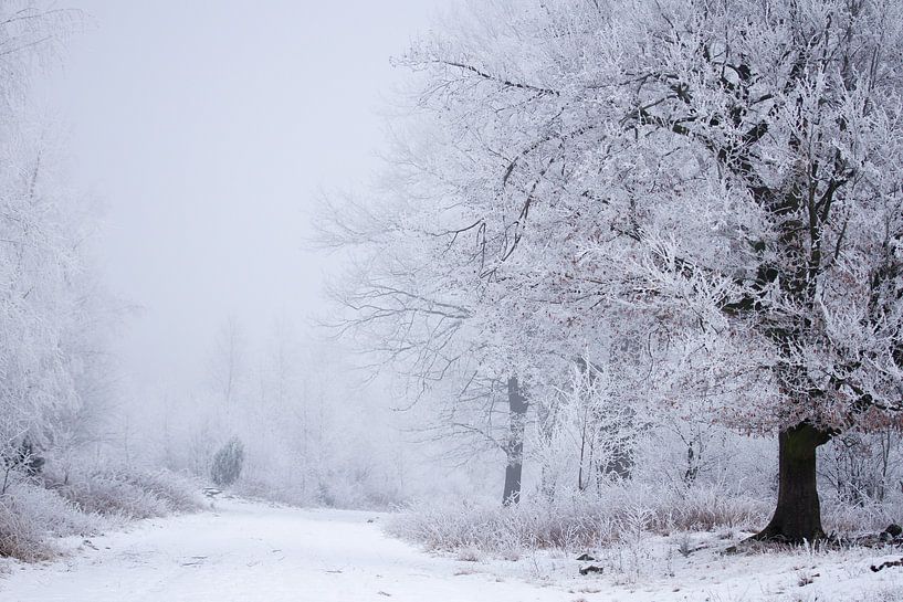 Bosweg met besneeuwde bomen van Karijn | Fine art Natuur en Reis Fotografie