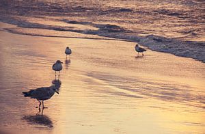 Mouettes sur la plage