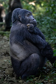 Gorilla