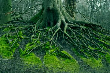 Als bomen zouden kunnen praten (oude wortels van een boom tussen het groene mos) van Birgitte Bergman