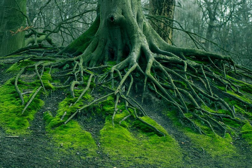 If trees could talk (old roots of a tree among the green moss) by Birgitte Bergman