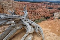 bryce canyon amerika