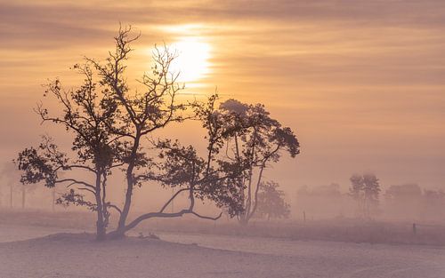 Mistige zonsopkomst Drunense Duinen
